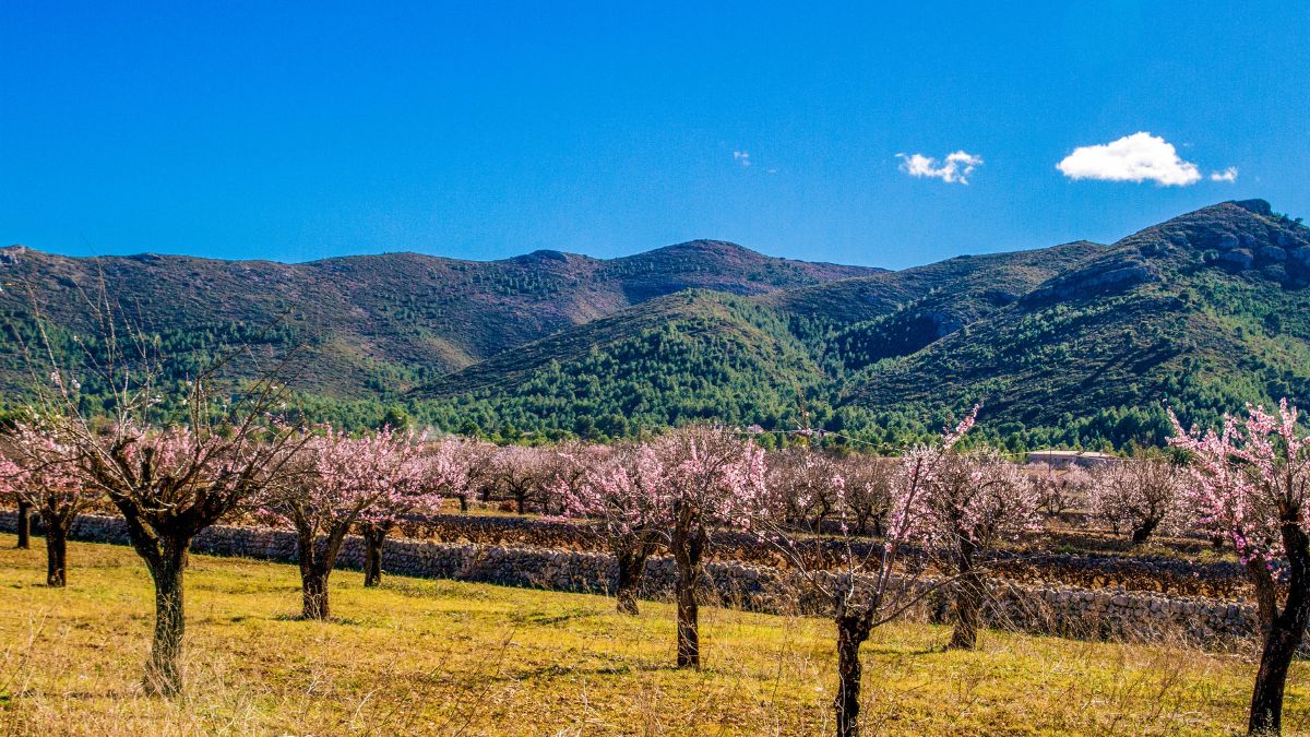 Xaló (Jalón) – wine region and local markets