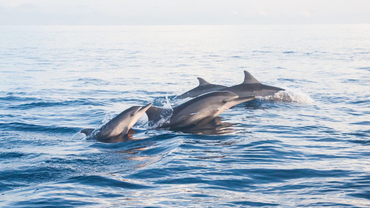 Dolphins on the Costa Blanca