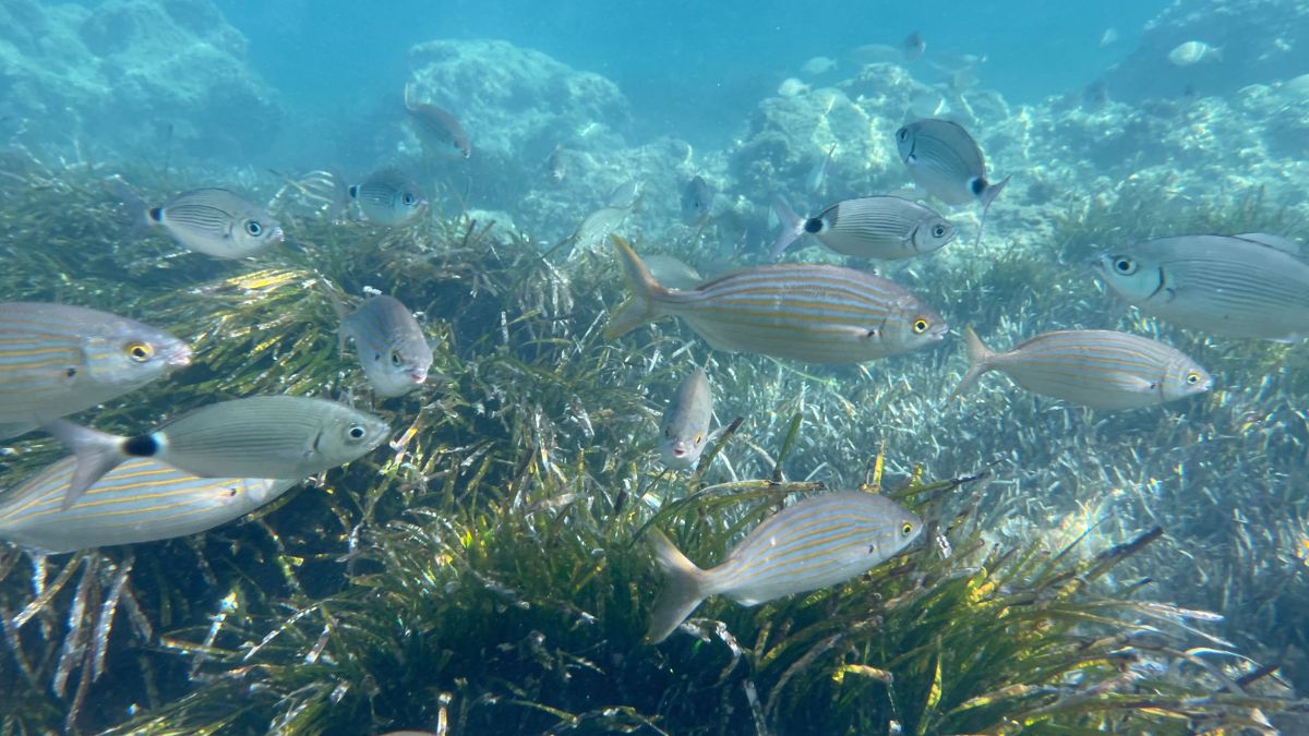 Snorkeling at Tabarca Island