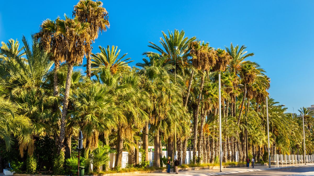 Elche – pálmaliget és mediterrán kertek