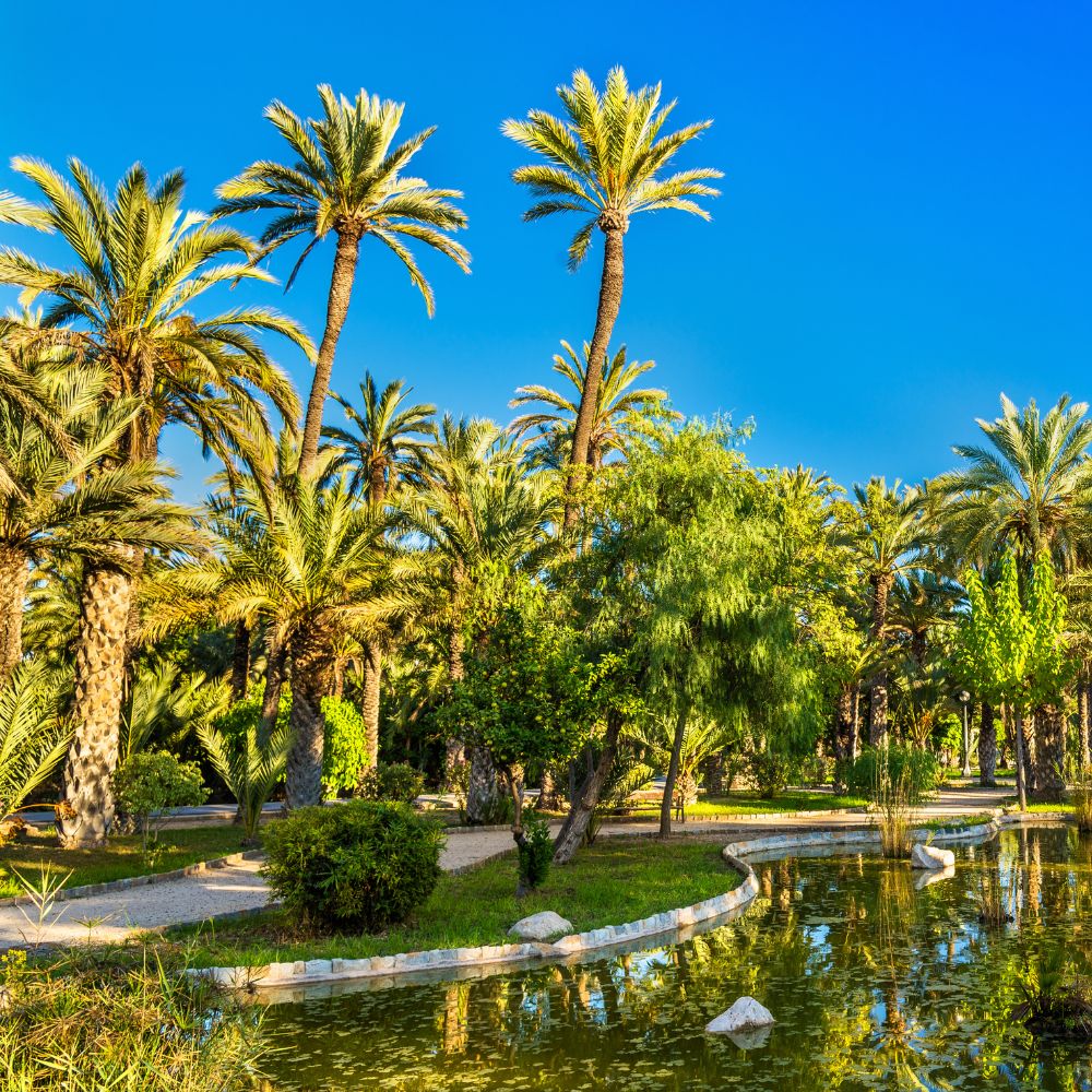 Elche pálmaligete – Spanyolország zöld oázisa